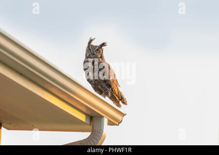 Ein erwachsenes Männchen Great Horned Owl, Bubo virginianus, auf dem Dach eines Hauses in Oklahoma, USA thront. Stockfoto