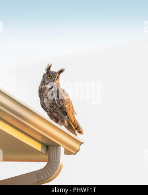 Ein erwachsenes Männchen Great Horned Owl, Bubo virginianus, auf dem Dach eines Hauses in Oklahoma, USA thront. Stockfoto