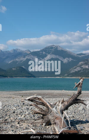 Drift Wood am Ufer des Barrier Lake, Kananaskis, Alberta, Kanada. Stockfoto