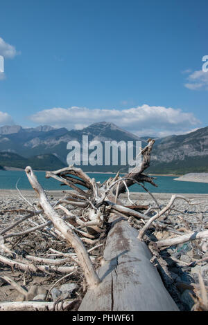 Drift Wood am Ufer des Barrier Lake, Kananaskis, Alberta, Kanada. Stockfoto