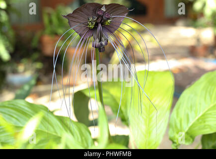 Tacca chantieri var macrantha, schwarz bat Blume Stockfoto