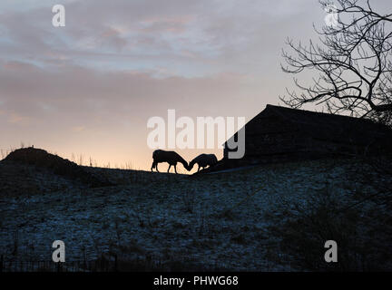 Zwei Pferde kiss neben einer Scheune aus Stein auf einem Hügel in den Yorkshire Dales. Die Pferde sind in Silhouette bei Sonnenuntergang gesehen. Winter Frost auf den Boden Stockfoto