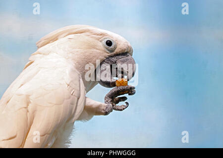 Weiße Kakadus (cacatua alba) halten ein Stück Nahrung in der Klaue Stockfoto