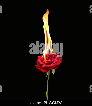 Konzept, rote Rose brennen mit heißen Flammen, isoliert Stockfoto