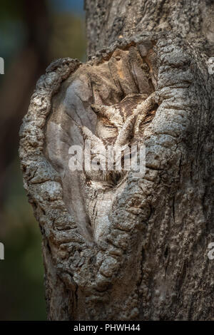 Ein paar scops owl Camouflage definieren Stockfoto