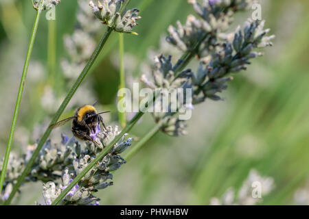 Hummeln (BOMBUS) Sammeln von Nektar, Pollen von blühenden Lavendel Pflanzen im Spätsommer September Stockfoto