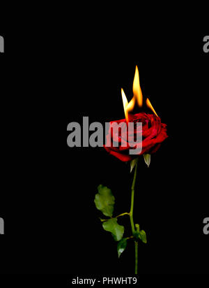 Konzeptionelle rote Rose brennen mit heißen Flammen isoliert. Stockfoto