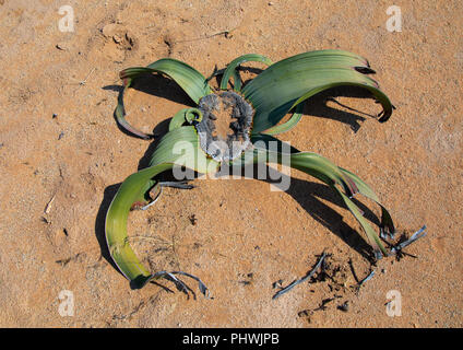 Welwitschia mirabilis Pflanzen in der Wüste, Provinz Namibe, Virei, Angola Stockfoto