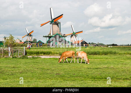 Zaandam, Niederlande, 28-Aug-2018: Niederländisch Kühe im Feld mit Menschen genießen die Windmühlen von Zaanse Schans als Hintergrund, zaanse schans ist ein altes Dorf in Holland mit Windmühlen und alte Häuser Stockfoto