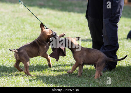 Malinois, Belgischer Schäferhund Welpe mit Hundeführer, K-9 Einheit der Essener Polizei, NRW-Tag, NRW-Tag, wird in Essen, Ruhrgebiet, Deutschland gefeiert Stockfoto