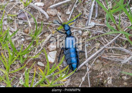 Schwarz-blau Öl Käfer in Österreich Stockfoto