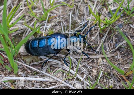 Schwarz-blau Öl Käfer in Österreich Stockfoto