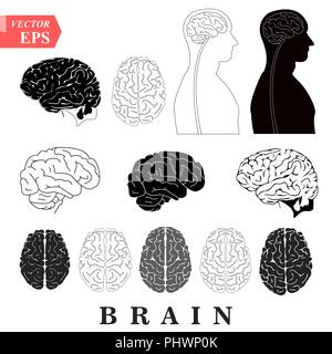 Die menschliche Anatomie des Gehirns Sammlung anterior inferior Lateral- und Sagittal-Ansichten Rückenmark start Lappen zeitliche frontal Limbischen parietalen Okzipitalen anatomische Wissenschaft Bildung Kleinhirn Vektor Stock Vektor