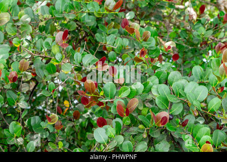 Rote Spitze cocoplum (Chrysobalanus icaco) closeup - Lange der wichtigsten natürlichen Bereich, Davie, Florida, USA Stockfoto