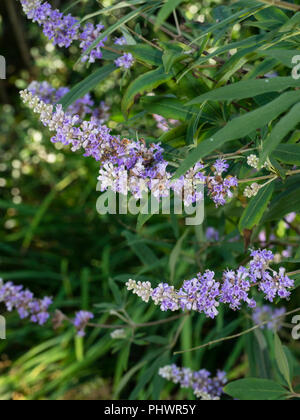 Spätsommer Blütenrispen blaue Blüten unter den aromatischen Laub der keuschen Baum, Vitex agnus-castus Stockfoto