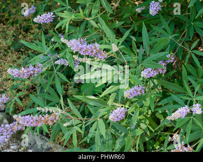 Spätsommer Blütenrispen blaue Blüten unter den aromatischen Laub der keuschen Baum, Vitex agnus-castus Stockfoto