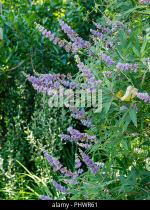 Spätsommer Blütenrispen blaue Blüten unter den aromatischen Laub der keuschen Baum, Vitex agnus-castus Stockfoto