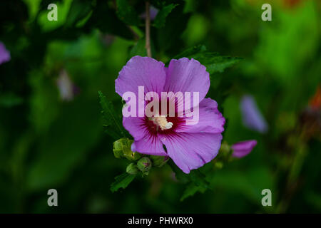 Blumen auf Hibiscus Baum im tropischen Garten Stockfoto