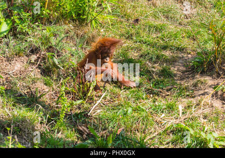 Sumatra Orang-Utans (Pongo abelii) im Dezember 2017 in Chester Zoo in Großbritannien geboren. August 2018. Stockfoto