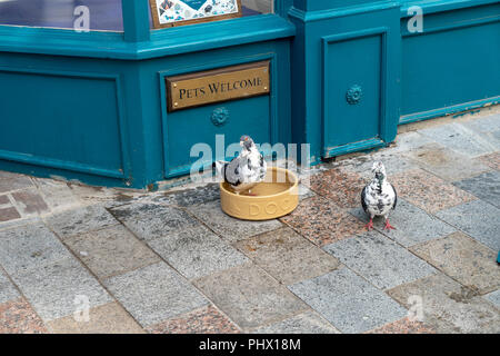 Taube baden in Hunde Trinkschale außerhalb eines High Street Shop Stockfoto