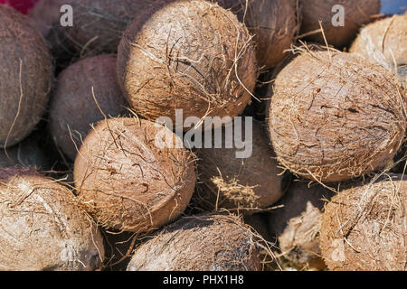 Reife Kokosnüsse in der Sonne trocknen closeup Hintergrund Stockfoto