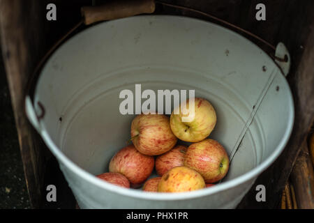 Gelbe und rote Äpfel in einem Eimer Stockfoto