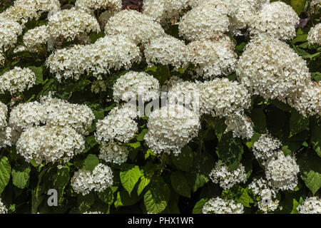 Glatte Hortensie, Hydrangea arborescens 'Grandiflora' Stockfoto