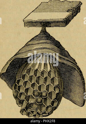 "Insekt Architektur: Zu denen hinzugefügt werden, miscellanies, auf die Verwüstungen, die Erhaltung für die Zwecke der Untersuchung und der Einstufung, der Insekten" (1845) Stockfoto