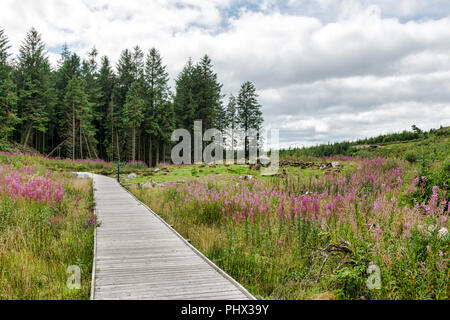 Dies ist ein Bild für einen Holz- Pfad durch eine Wiese in einem Kiefernwald führt. Stockfoto