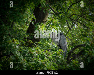 Great Blue heron Stockfoto