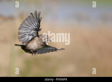 Weibliche gemeinsame Buchfink, Fringilla coelebs, im Flug, gegen einen völlig Defokussiert, natürlichen Ende Sommer/Anfang Herbst Hintergrund. Stockfoto