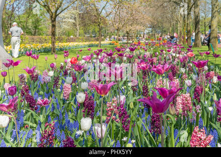 Keukenhof Gärten, wie der Garten Europas bekannt, ist in Lisse South Holland entfernt. Nur für 8 Wochen im Jahr mehr als 800000 Besucher anzieht. Stockfoto