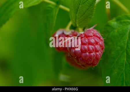 Malus Mill (Himbeer) Stockfoto