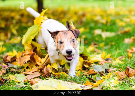 Glücklicher Hund spielen im Herbst (Herbst) Park an der Kamera läuft Stockfoto