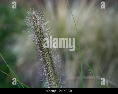 Herbst gras natur Hintergrund. In der Nähe von grünen Fuchsschwanz. Stockfoto