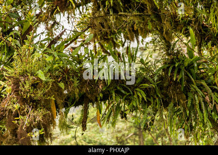 Monteverde Nationalpark, Costa Rica, Mittelamerika. Ast in tropischen Farnen und anderen Pflanzen wie gesehen in der Überdachung abgedeckt Stockfoto