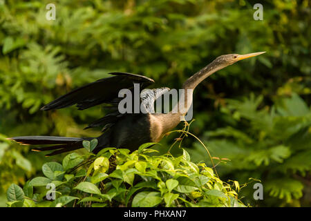 (Anhinga Anhinga anhinga) Trocknen seine Flügel in Tortuguero National Park, Costa Rica Stockfoto