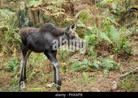 Elch Kalb wandern, auf der Suche nach seiner Mutter, im Nordwesten Trek Wildlife Park in der Nähe von Eatonville, Washington, USA Stockfoto