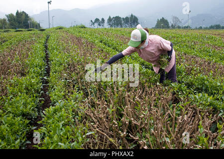 Naoko Yamanashi zupft unerwünschter Vegetation aus den Reihen der Teeblätter in den Teeplantagen des bergigen Gegenden der Stadt Shizuoka, Shizuoka Stockfoto