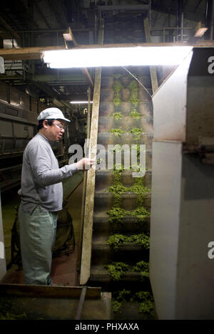 Masato Minawa sauberer Kaffee Matsuno sammelt gedämpfter Tee für die Probenahme im Werk des Kaffee Verarbeitung Unternehmen in Shizuoka, Shizuoka Prefecture, Ja Stockfoto