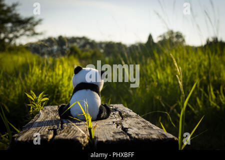 Ein einsamer panda Stofftier sitzt auf einem alten Holzbank von grünen Gräsern bei Sonnenuntergang umgeben. Stockfoto