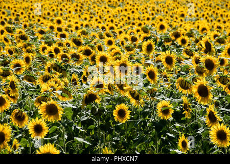 Sonnenblumen reifen in Varen, Tarn-et-Garonne, Royal, Frankreich, Europa im Sommer Stockfoto