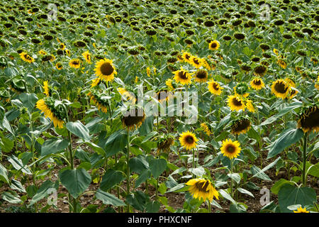 Sonnenblumen reifen in Varen, Tarn-et-Garonne, Royal, Frankreich, Europa im Sommer Stockfoto