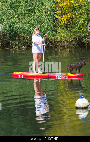 Tuckton, Bournemouth, Dorset, Großbritannien. September 2018, 3rd. Wetter in Großbritannien: Schöner, warmer, sonniger Tag, an dem Besucher den Fluss Stour in Tuckton entlang schlendern. Junge Frau Paddleboarding mit Hund Paddle Boarding auf Paddleboard Paddleboard - Paddleboarder Paddleboarder. Quelle: Carolyn Jenkins/Alamy Live News Stockfoto