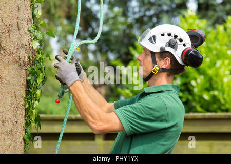 Niederländische kaukasischen Baumzüchter Kontrolle kletterseil am Baum Stockfoto