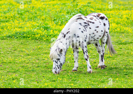 Schwarz gefleckt White Horse Beweidung in blühenden niederländische Wiese Stockfoto