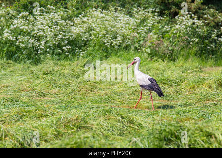 Stork suche Essen in gemähtem Gras der niederländischen Wiese Stockfoto