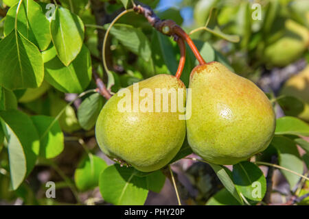 Zwei grüne Birnen am Baum hängen in europäischen Obstgarten Stockfoto