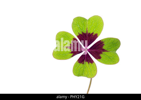 Four-leaf Clover isoliert auf weißem Hintergrund Stockfoto