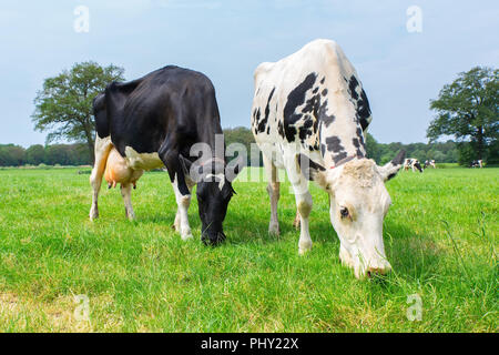 Zwei niederländische grasende Kühe auf der grünen Wiese Stockfoto